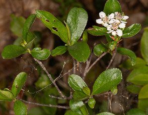 Aronia melanocarpa (black chokeberry)