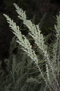 Artemisia filifolia (sand sage)