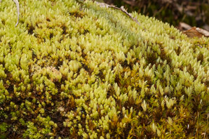 Aulacomnium palustre (bog groove-moss, ribbed bog moss)