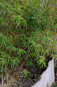 Bambusa multiplex (hedge bamboo)