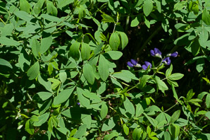 Baptisia australis (blue false indigo, false indigo, blue wild indigo)