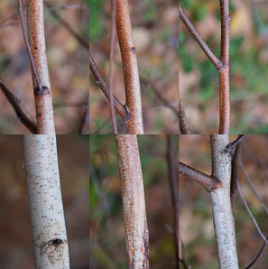 Betula populifolia (gray birch, yellow birch)