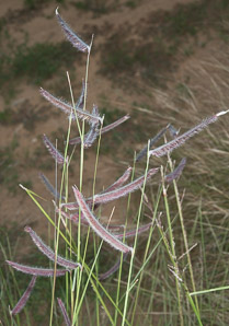 Bouteloua gracilis (blue grama grass)