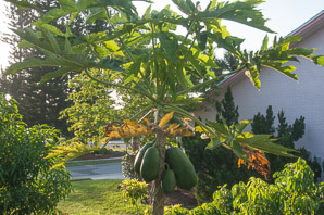 Carica papaya (papaya)