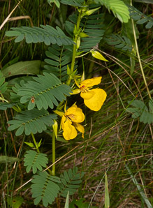 Chamaecrista nictitans (wild sensitive plant, wild sensitive-pea, sensitive partridge pea)