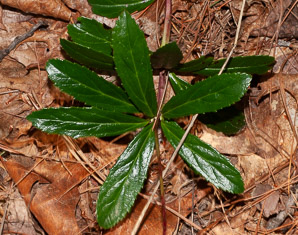 Chimaphila umbellata (common pipsissewa, noble prince’s-pine, pipsissewa)