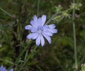 Cichorium intybus (chicory)