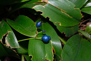 Clintonia borealis (yellow clintonia, bluebead lily, blue-bead lily, clintonia, Clinton’s lily, corn lily, cow tongue, yellow beadlily, yellow bluebeadlily, snakeberry, dogberry, straw lily, bluebead)