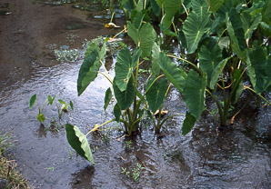 Colocasia esculenta (taro, elephant ear, cocoyam, eddo, eddoe, dasheen)