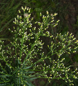 Conyza canadensis (horseweed, Canada horseweed, Canadian horseweed)