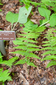 Dennstaedtia punctilobula (hay-scented fern, eastern hayscented fern)