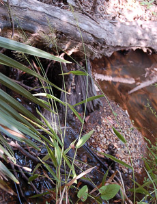 Dichanthelium strigosum (roughhair rosette grass)
