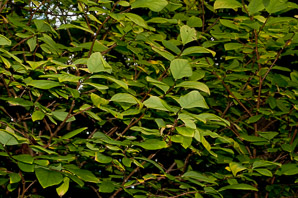 Dirca palustris (Eastern leatherwood, leatherwood)