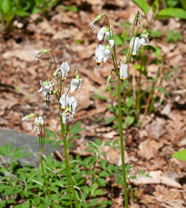 Dodecatheon pulchellum (shooting star, darkthroat shooting star, few-flower shooting star, western shooting star, darkthroat shootingstar)