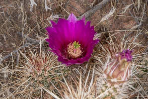 Echinocereus engelmannii (hedgehog cactus, calico cactus, dagger-spine hedgehog, Engelmann’s hedgehog, Howe hedgehog, Indian strawberry cactus, Munz’s hedgehog cactus, needle-spine hedgehog, purple-spined hedgehog, strawberry hedgehog, varied-spine hedgehog, Engelmann hedgehog, Engelmann’s hedgehog cactus)