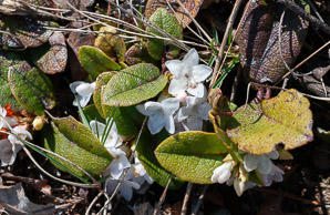 Epigaea repens (trailing arbutus)