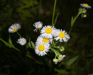 Erigeron annuus (daisy fleabane, rough fleabane, dasiy fleabane)