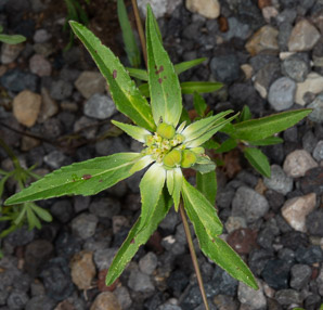 Euphorbia davidii (David’s spurge, toothed spurge)