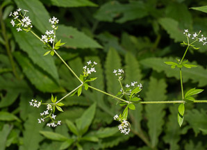 Galium triflorum (fragrant bedstraw, sweet-scented bedstraw)