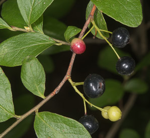 Gaylussacia baccata (black huckleberry, common huckleberry)