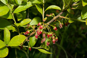Gaylussacia baccata (black huckleberry, common huckleberry)