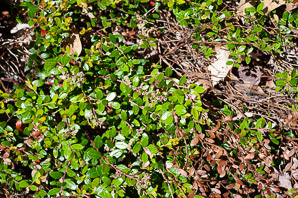 Gaylussacia brachycera (box-huckleberry, box-leaved whortleberry, box huckleberry)