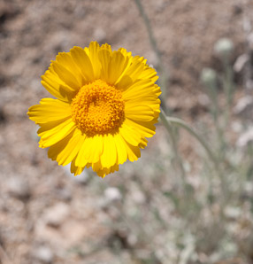 Geraea canescens (desert sunflower, hairy desert sunflower, desert gold, hairy desertsunflower)