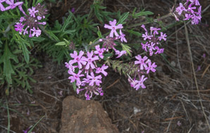 Glandularia bipinnatifida (Dakota verbena, Davis Mountain mock vervain)