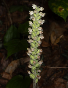Goodyera pubescens (downy rattlesnake plantain, downy rattlesnake orchid)