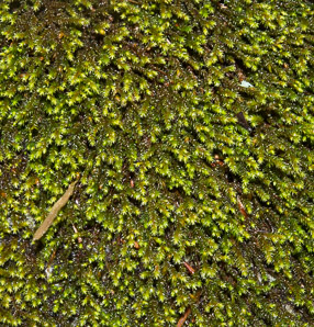 Hedwigia ciliata (white-tipped moss, fringed hoar-moss, ciliate hedwigia moss)