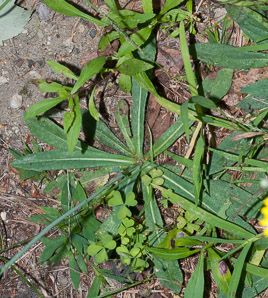 Hieracium caespitosum (field hawkweed, yellow hawkweed, meadow hawkweed, king devil, yellow paintbrush, devil’s paintbrush, yellow devil, yellow fox-and-cubs, yellow king-devil)