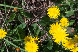 Hieracium pilosella (mouse ear, mouse ear hawkweed, mouseear hawkweed)