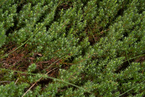 Hudsonia ericoides (pine barren goldenheather, pine-barren false heather, false heather, beach heather)