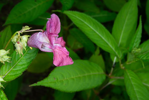 Impatiens glandulifera (Himalayan balsam, kiss-me-on-the-mountain, ornamental jewelweed)