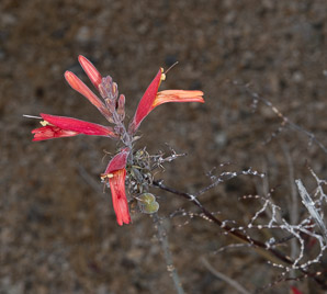 Justicia californica (chuparosa, beloperone, hummingbird bush)