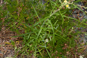 Lactuca canadensis (wild lettuce, Canada lettuce)