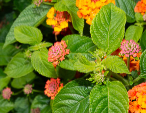Lantana camara (lantana, largeleaf lantana, common lantana, kamara lantana, wild sage, red sage, yellow sage, white sage, shrub verbena)