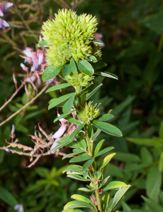 Lespedeza capitata (roundhead lespedeza, bush clover, round-headed bush clover)