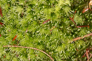Leucobryum glaucum (pincushion moss, leucobryum moss)