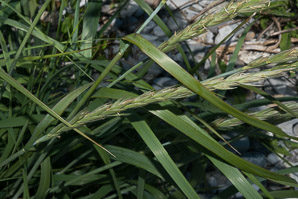 Leymus mollis (American lyme grass)