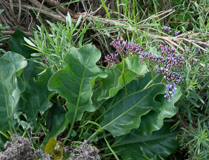 Limonium perezii (sea lavender, Perez’s sea lavender, seafoam statice)