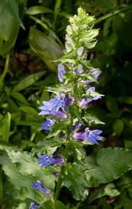 Lobelia siphilitica (great blue lobelia)