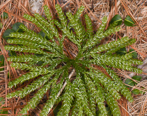 Lycopodium dendroideum (prickly tree clubmoss, tree groundpine)