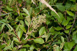Lyonia ligustrina (maleberry, he-huckleberry)