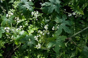 Marah macrocarpus (cucamonga manroot, common manroot, bigroot)