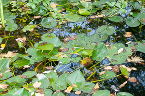 Nuphar lutea (yellow pond lily, spatterdock, yellow pond-lily)