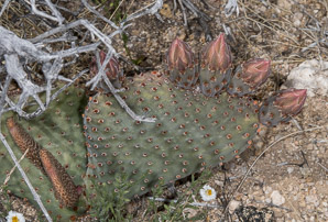 Opuntia basilaris (beavertail cactus, beavertail pricklypear)