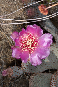 Opuntia basilaris (beavertail cactus, beavertail pricklypear)