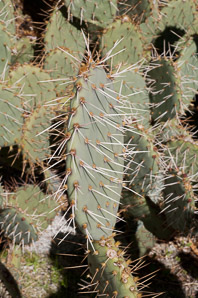Opuntia phaeacantha (desert prickly pear, tulip prickly pear, brown-spine prickly pear, tulip pricklypear)