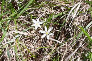 Ornithogalum umbellatum (Star of Bethlehem, grass lily, nap-at-noon, eleven-o’clock lady, star-of-Bethlehem)